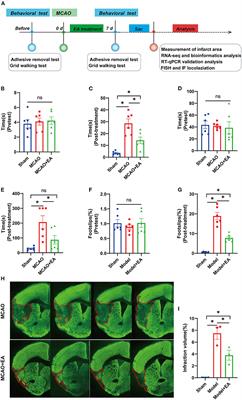 Integrated Bioinformatics Analysis of Potential mRNA and miRNA Regulatory Networks in Mice With Ischemic Stroke Treated by Electroacupuncture